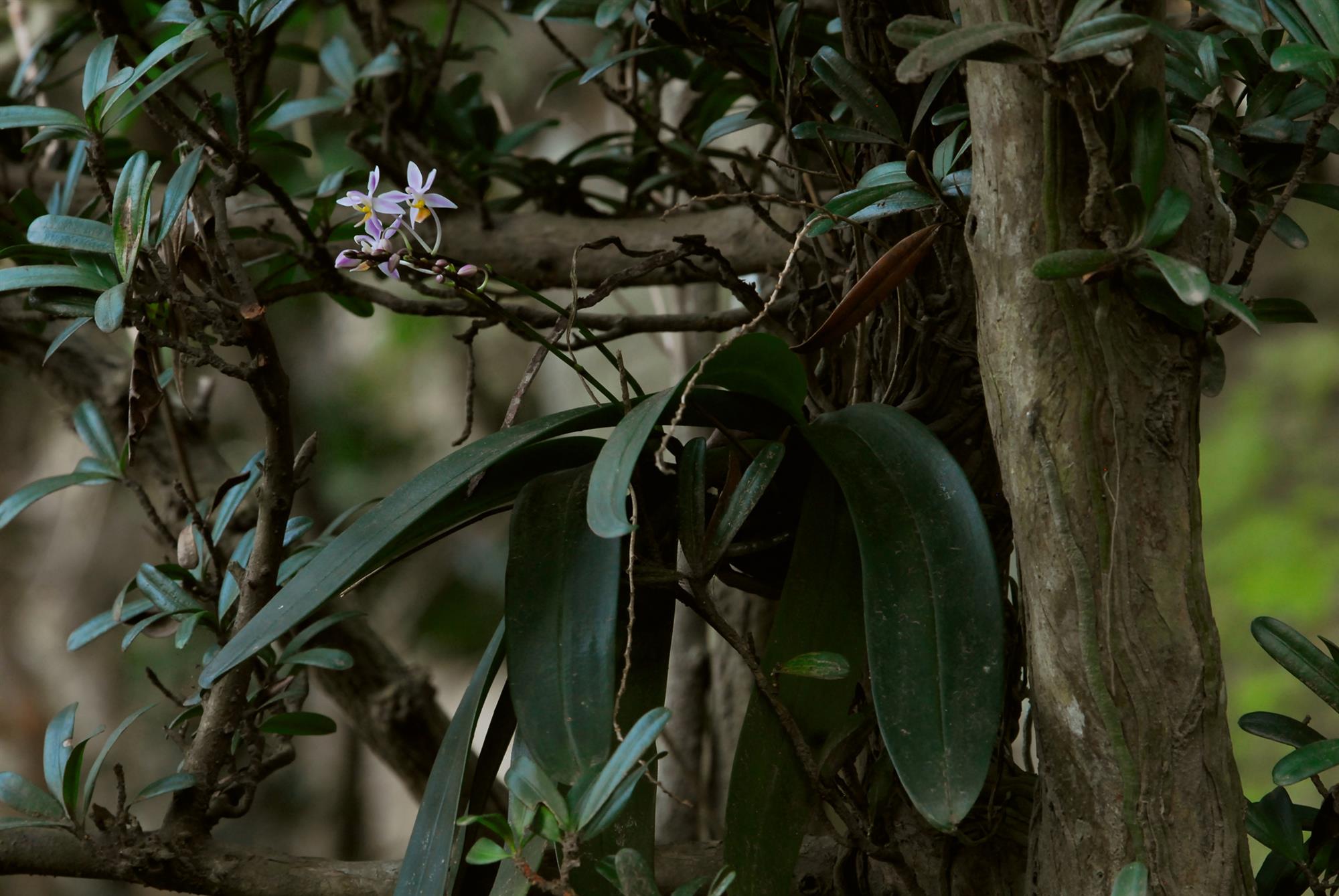 桃紅蝴蝶蘭（左）與雅美萬代蘭（下） 在野地消失幾十年後，雙雙在2011年重現芳蹤。